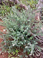 Vittadinia dissecta hirta