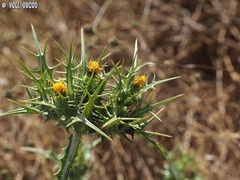Scolymus maculatus