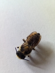 Megachile centuncularis