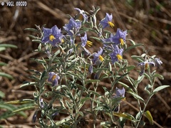 Solanum elaeagnifolium