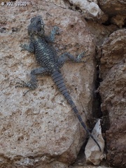 Laudakia vulgaris