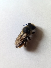 Megachile centuncularis