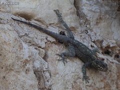 Laudakia vulgaris