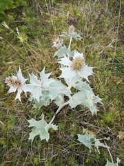 Eryngium maritimum