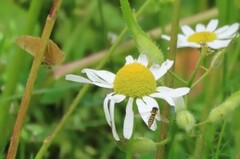 Sphaerophoria scripta