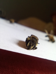 Megachile centuncularis