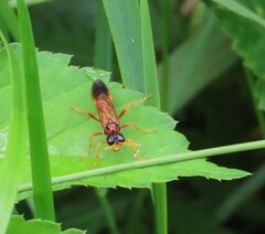 Tenthredo campestris
