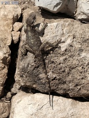Laudakia vulgaris