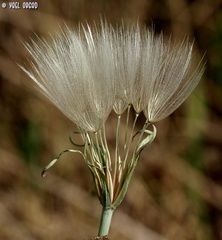 Tragopogon coelesyriacus