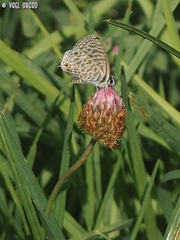 Leptotes pirithous