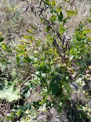 Galega orientalis