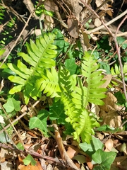 Polypodium vulgare