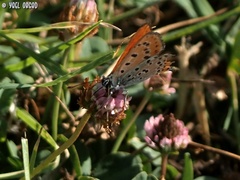 Lycaena thersamon