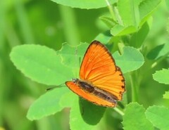 Lycaena virgaureae