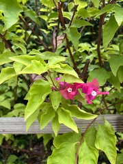 Bougainvillea