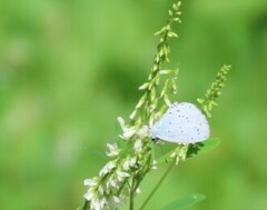 Celastrina