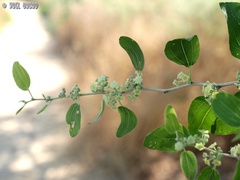 Ziziphus spina-christi