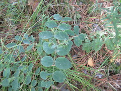 Lathyrus humilis