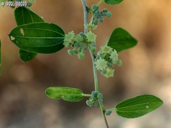 Ziziphus spina-christi