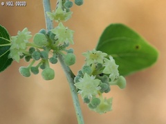 Ziziphus spina-christi