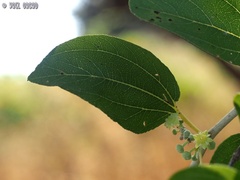 Ziziphus spina-christi