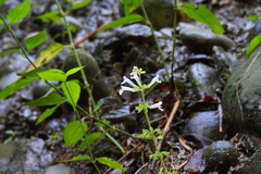 Salvia tashiroi