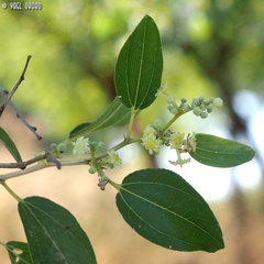 Ziziphus spina-christi