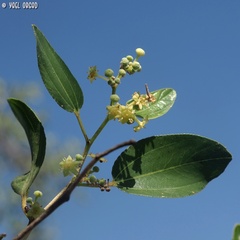 Ziziphus spina-christi