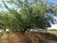 Ziziphus spina-christi