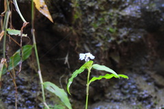 Commelina auriculata