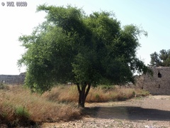 Ziziphus spina-christi