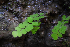 Adiantum philippense