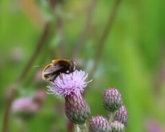 Eristalis intricaria