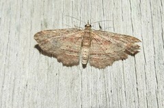 Chloroclystis filata