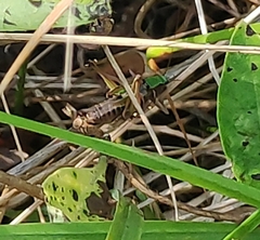 Metrioptera brachyptera