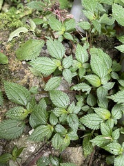 Lecanthus peduncularis