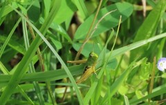 Pseudochorthippus parallelus