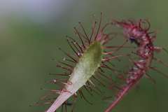 Drosera anglica