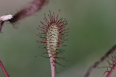 Drosera anglica