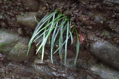 Haplopteris anguste-elongata