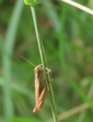 Chorthippus apricarius