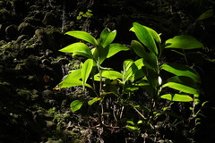 Tricyrtis formosana