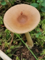 Amanita fulva