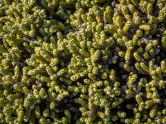 Helichrysum intermedium