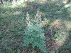 Thalictrum minus