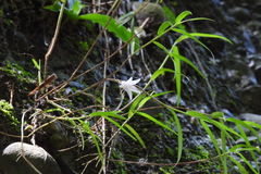 Dendrobium leptocladum