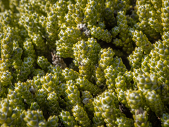 Helichrysum intermedium