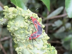 Dysdercus decussatus