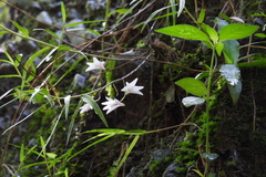 Dendrobium leptocladum