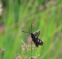Zygaena filipendulae